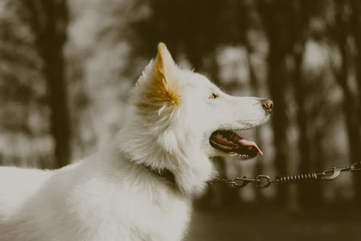 Se débarrasser des puces chez le chien et le chat : la méthode