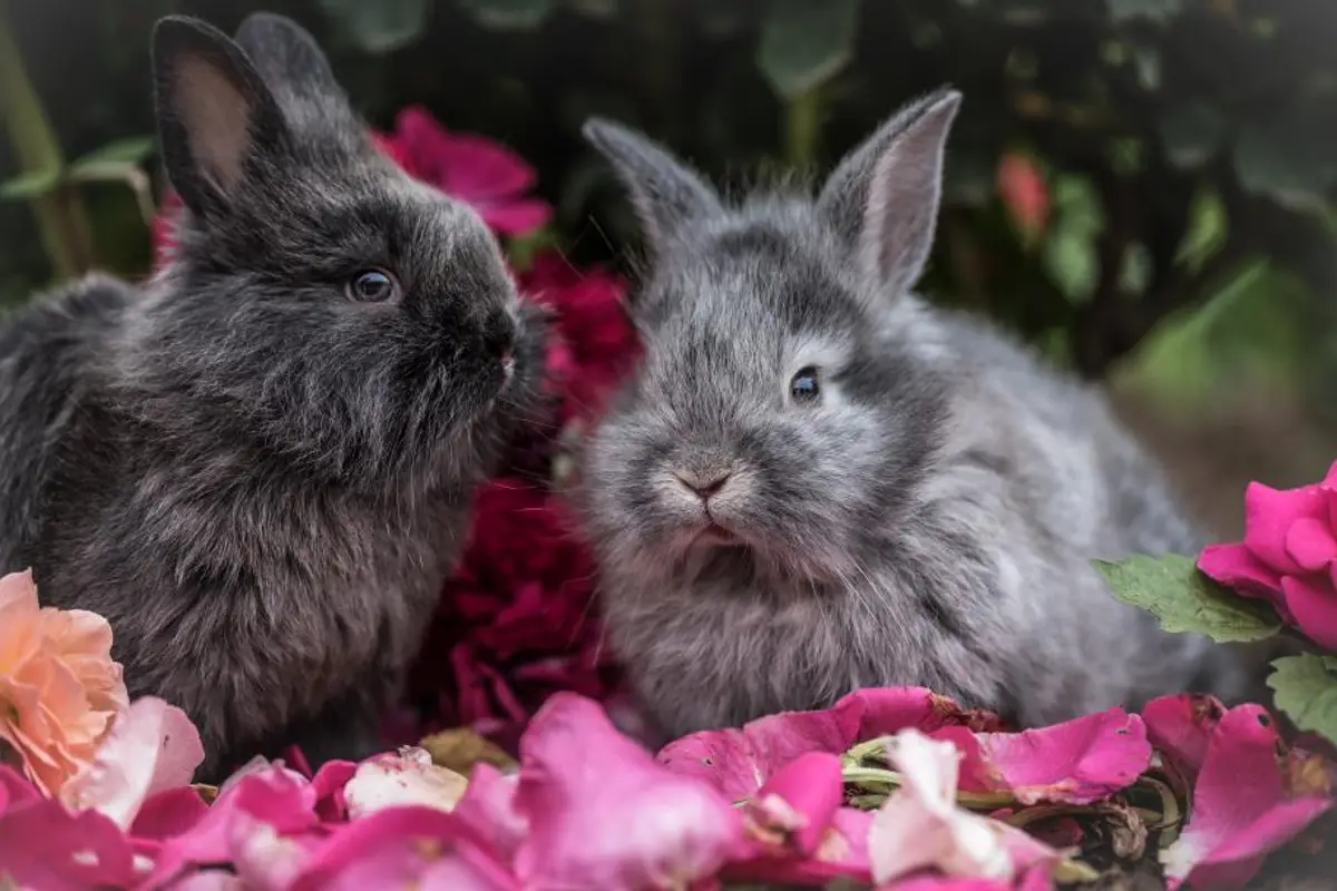 Stase digestive du lapin : reconnaître l’urgence et réagir vite