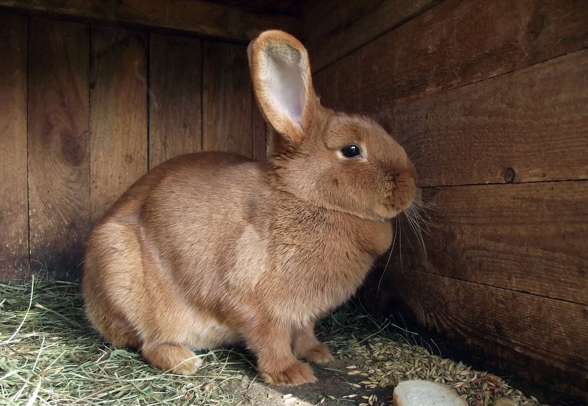 À quel âge stériliser un lapin ? La fenêtre idéale mâle et femelle