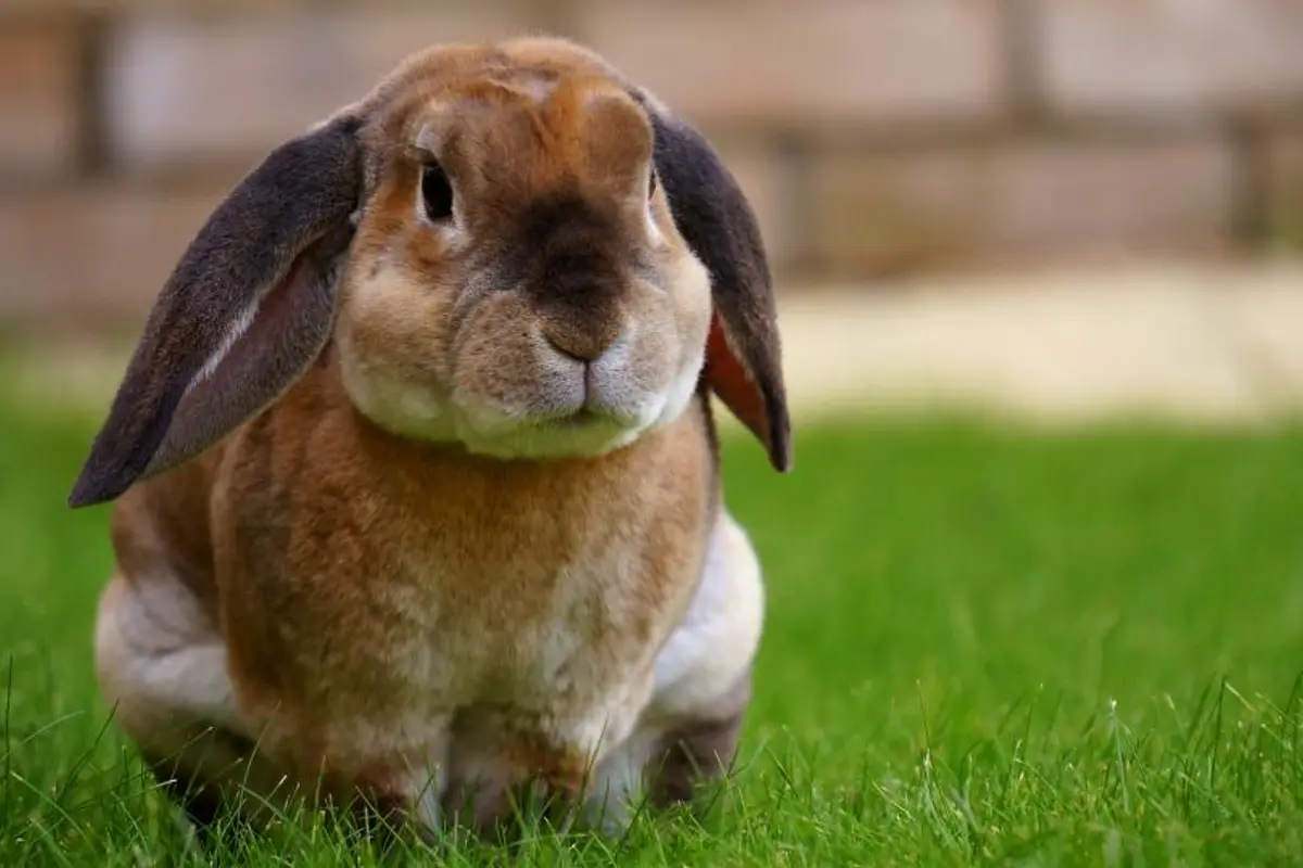 Stérilisation du lapin : prix et bénéfices santé en 2026