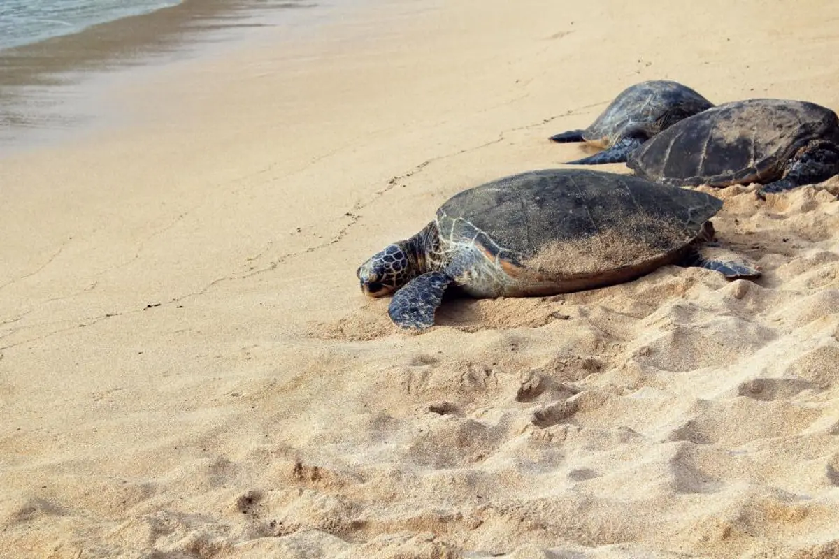 Pourriture buccale reptile : reconnaître et soigner la stomatite