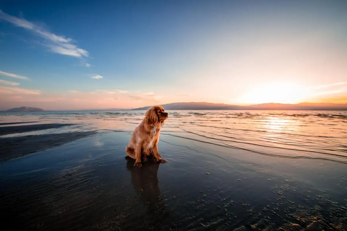 Taux de remboursement assurance animaux : comment bien le comprendre