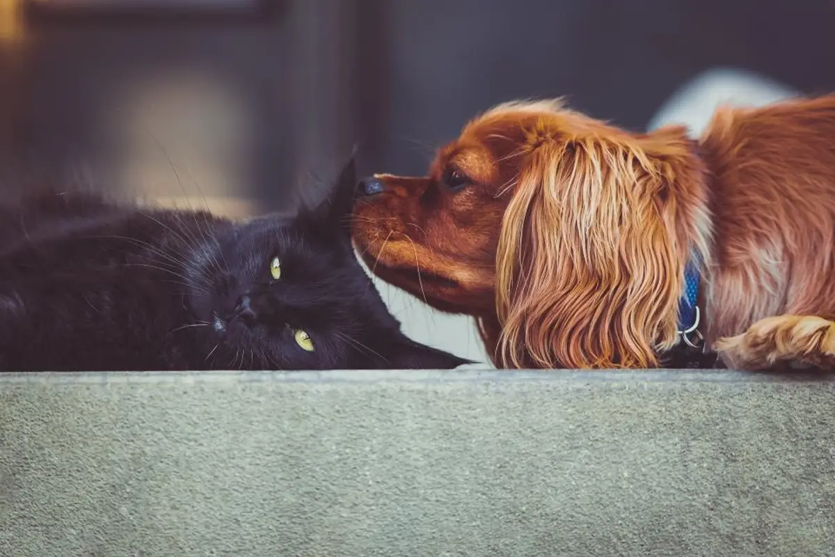 Teigne du chat : traitement, contagion et durée expliqués