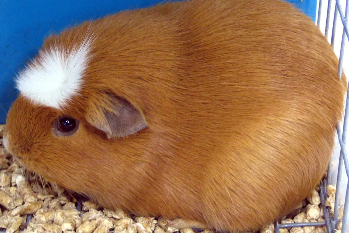 Teigne du cochon d&rsquo;Inde : symptômes, traitement et prévention