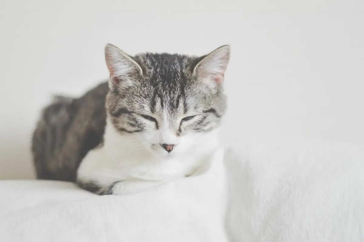 Test FIV et leucose du chat : prix, dépistage et prévention 2026