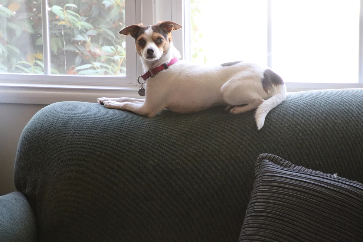 Tiques chez le chien : retirer vite, et pourquoi 48 heures changent tout