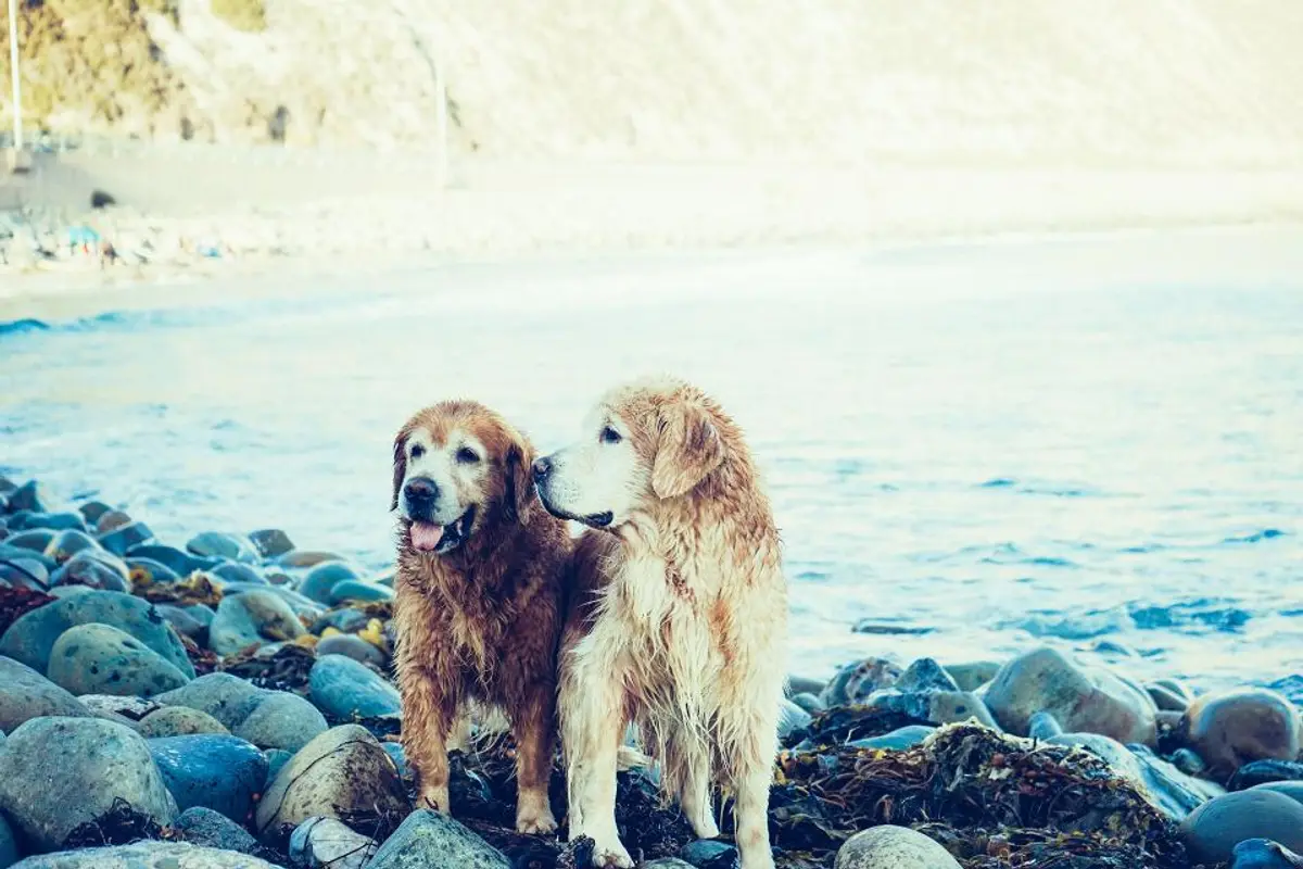 Traitement de la gale du chien : prix et remboursement