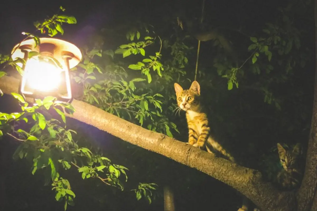 Tumeur mammaire chez la chatte : coût, diagnostic et prévention