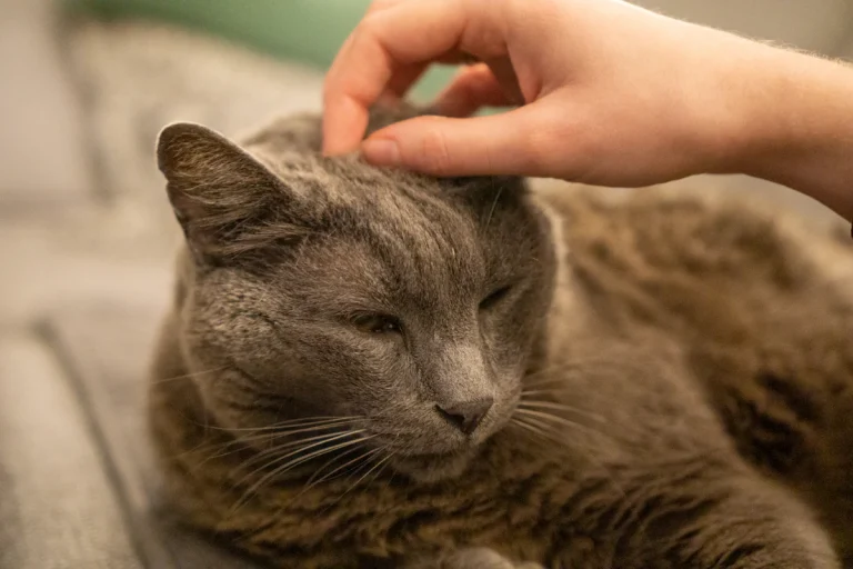 Typhus du chat : symptômes, urgence, coût des soins et vaccination