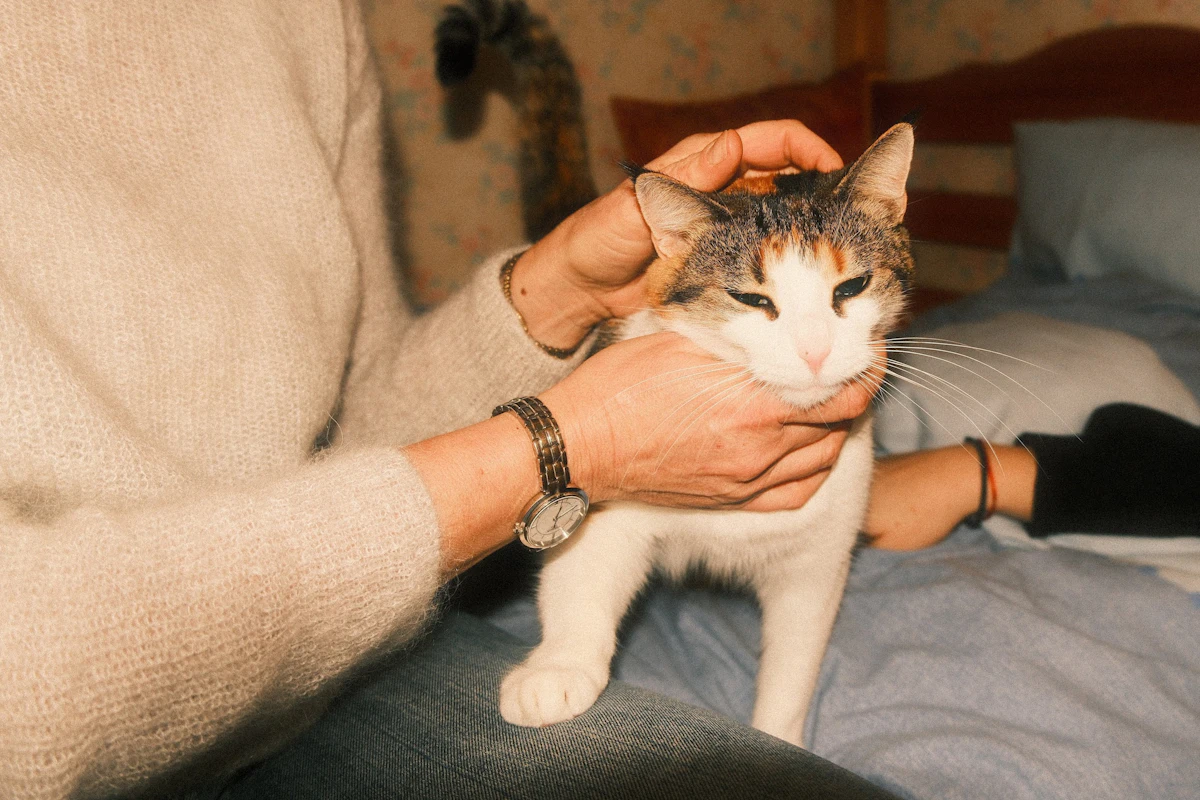 Ulcère cornéen chez le chat : symptômes, traitement et coût