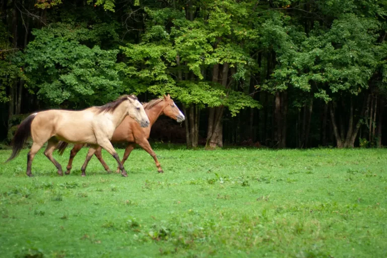 Ulcère gastrique du cheval : symptômes, gastroscopie et coût
