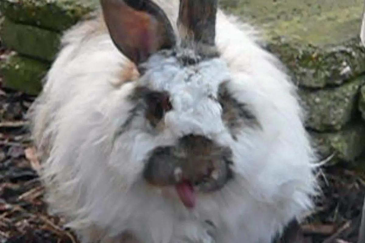 Vaccin lapin : prix, VHD, myxomatose et rappels en 2026