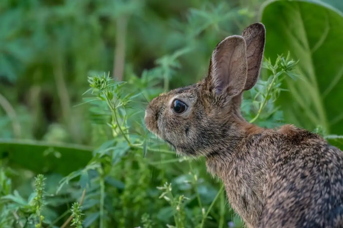 Vaccin lapin myxomatose et VHD : le guide complet pour bien le protéger