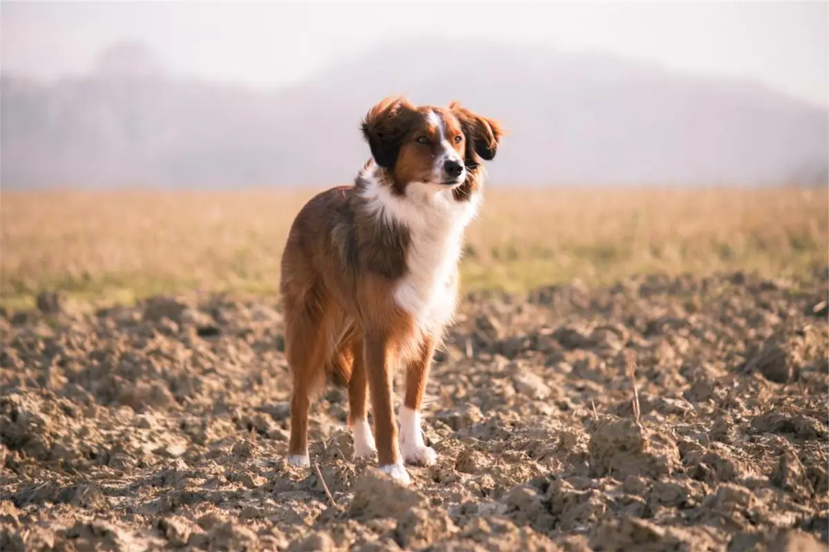 Vermifuge chien : prix 2026, fréquence et remboursement