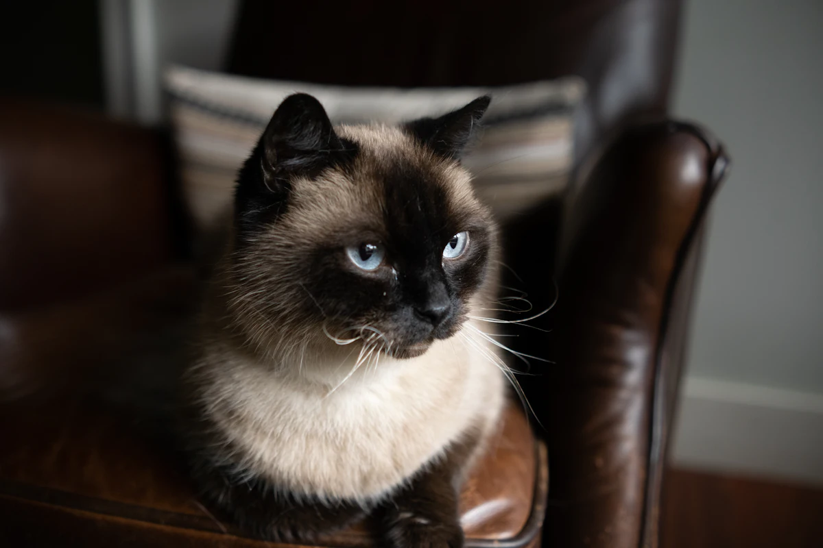 Boule ou kyste chez le chat : causes, examens et prix