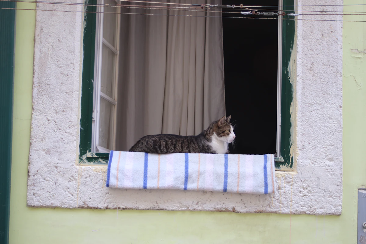 Chat qui tousse : causes, quand consulter et prix des examens