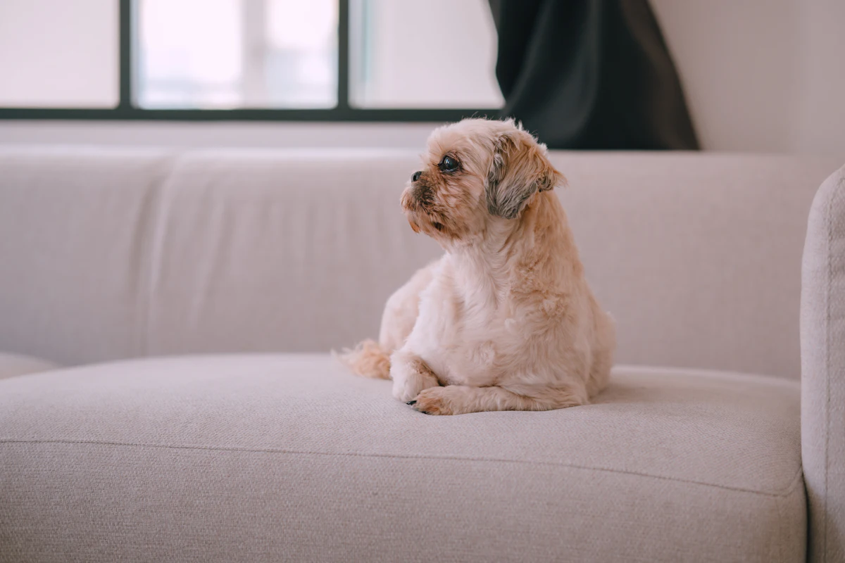 Chien qui respire fort : distinguer le halètement de l&rsquo;urgence