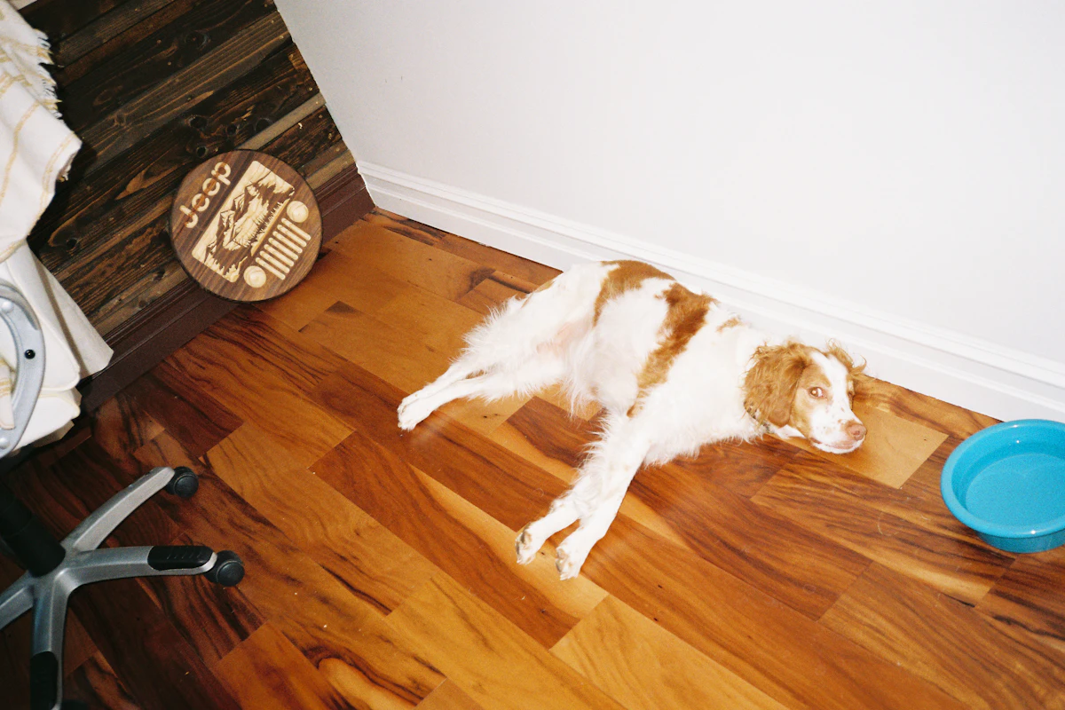 Chien qui vomit jaune (bile) : causes et quand s&rsquo;inquiéter