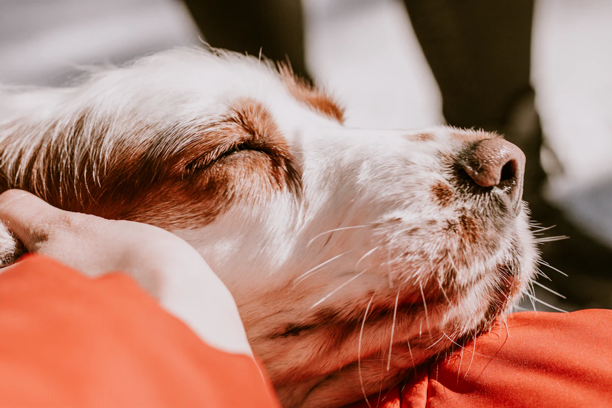 Conjonctivite du chien : causes, traitement et prix du vétérinaire