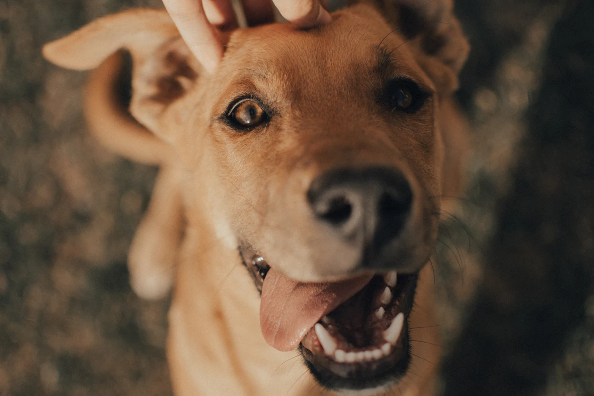 Chien empoisonné : les symptômes qui alertent, les gestes d&rsquo;urgence et le coût des soins