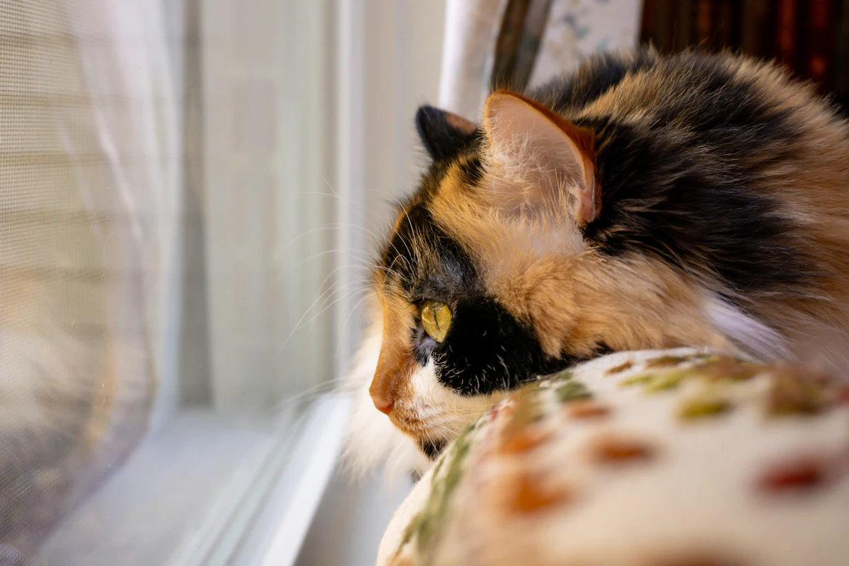 Gestation du chat : combien de temps, quels signes, et ce que coûte vraiment le suivi