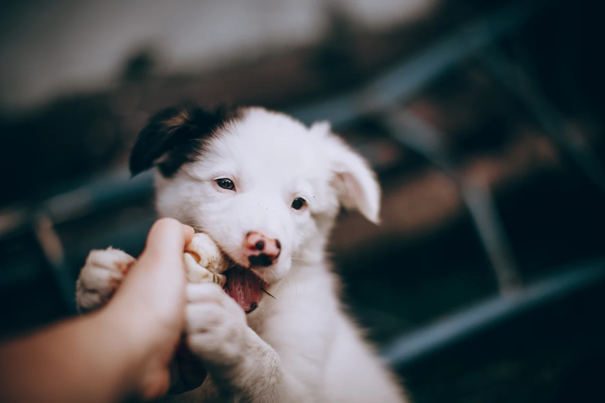 Hernie ombilicale ou inguinale du chiot : opération et prix