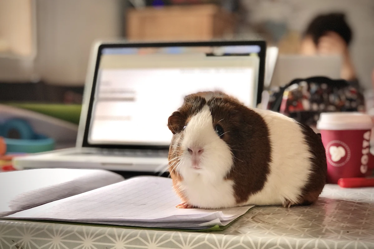 Maladies du hamster : signes d&rsquo;alerte, soins et coût du vétérinaire