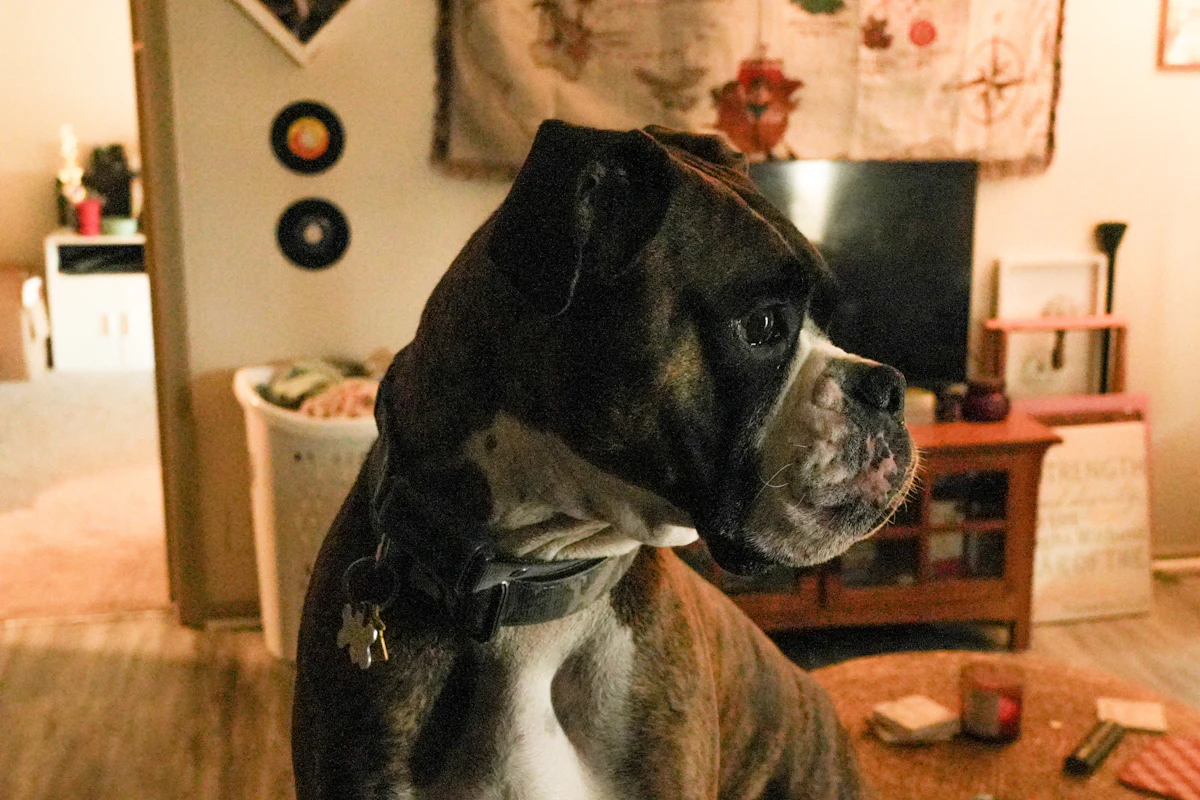 Morsure de chien : que faire dans les premières heures, comment déclarer et qui paie