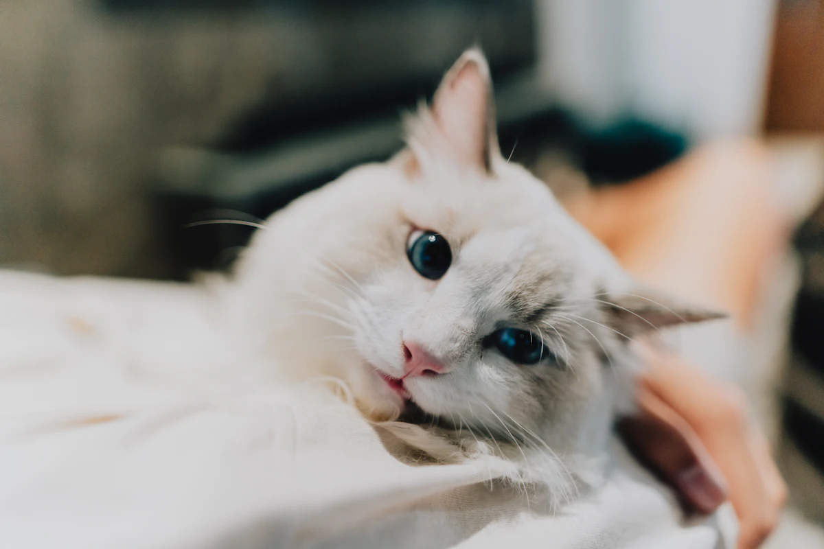 Euthanasie du chat : le prix réel en clinique et à domicile, le déroulé et le devenir du corps