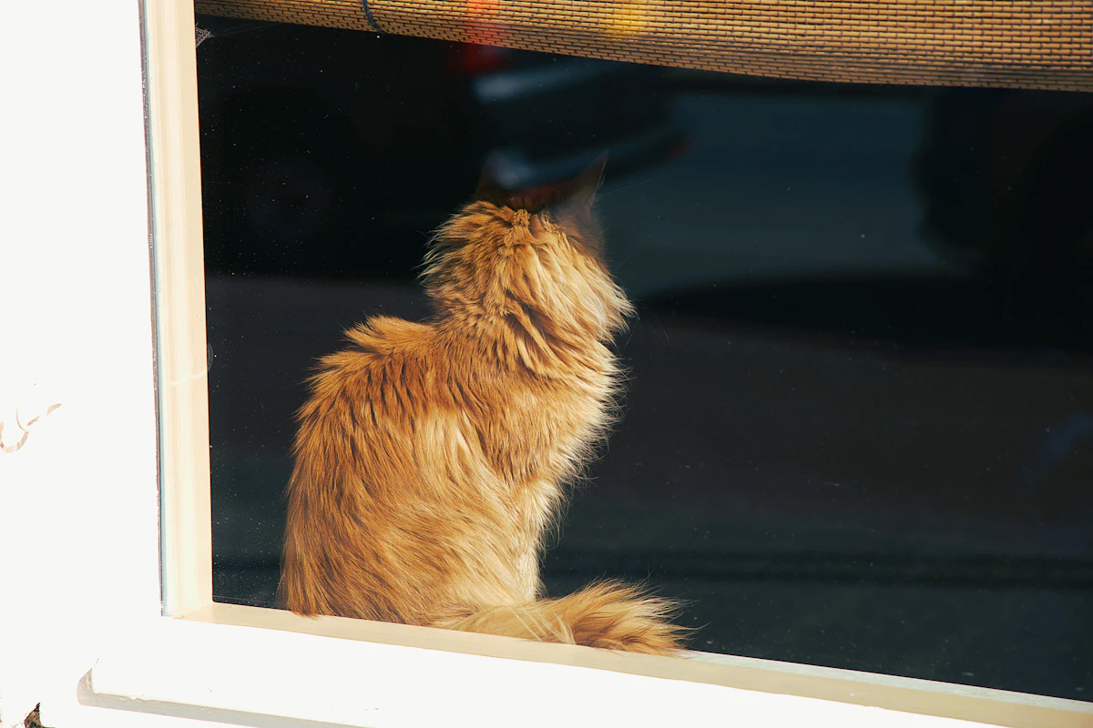 Tique sur un chat : pourquoi le risque n’est pas celui que vous croyez